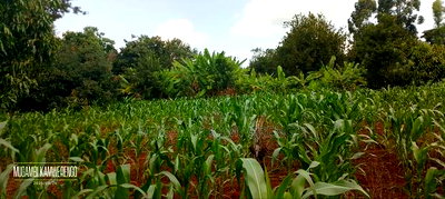 Kangaru Embu 50*100 - Image 3