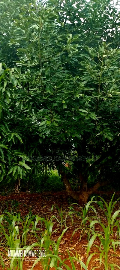 Kangaru Embu 50*100 - Image 6