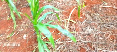 Kangaru Embu 50*100 - Image 7