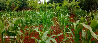 Kangaru Embu 50*100 - Image 8