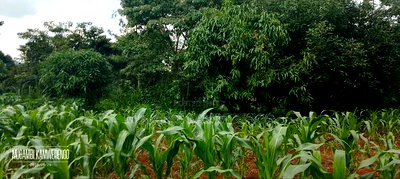 Kangaru Embu 50*100 - Image 5