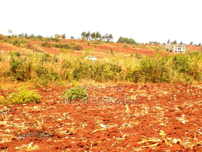 Kangema Farms 50x100 Plots. - Image 1
