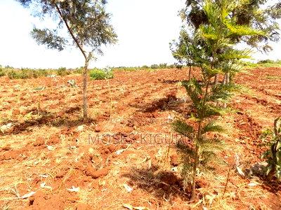 Kangema Farms 50x100 Plots. - Image 4
