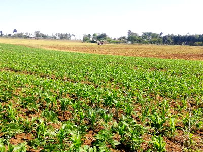 Affordable Plots at Njoro Nakuru - Image 8