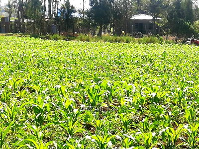 Affordable Plots at Njoro Nakuru - Image 5