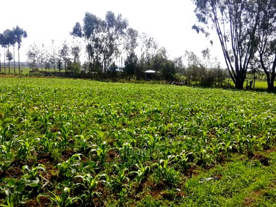 Affordable Plots at Njoro Nakuru - Image 4