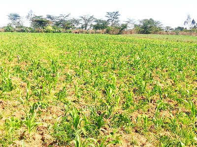 Affordable Plots at Njoro Nakuru - Image 7