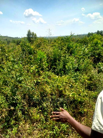 Yimbo Magombe - Image 6