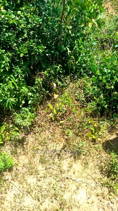 Yimbo Magombe - Image 5