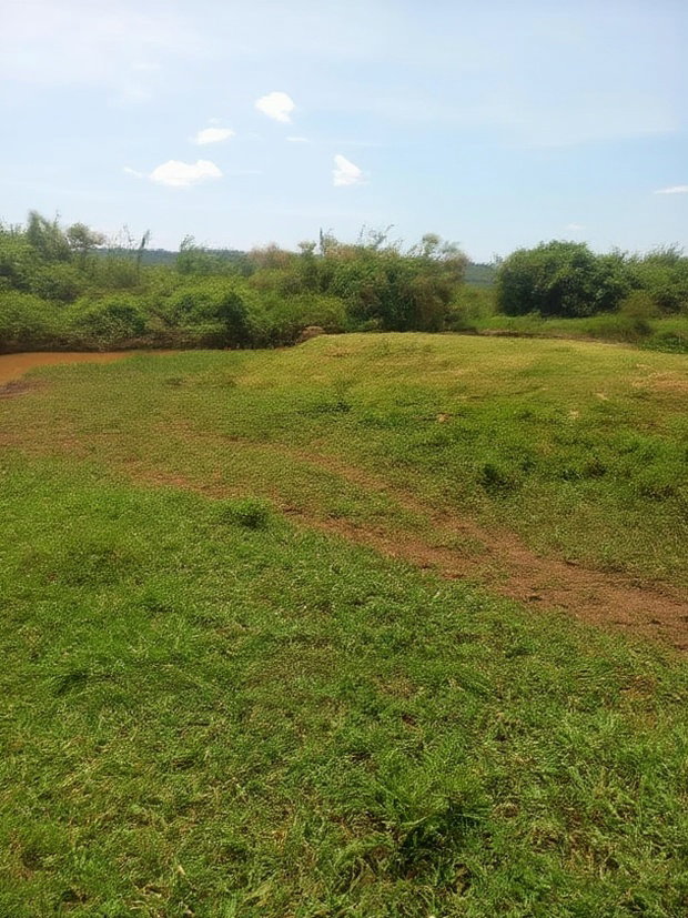 Yimbo Magombe