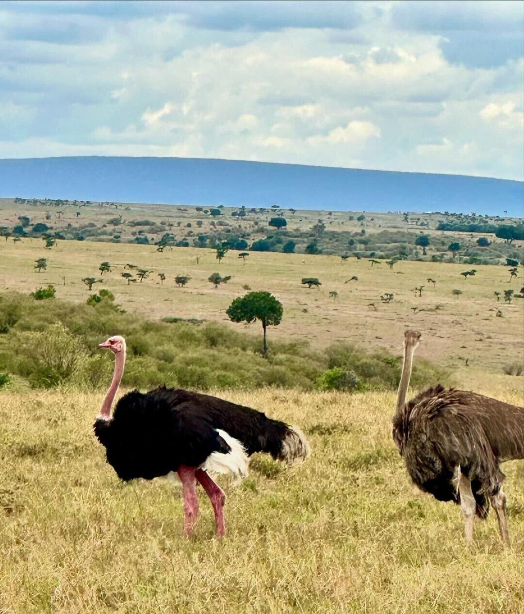 20-Acre Land at KSh 3.2M per Acre