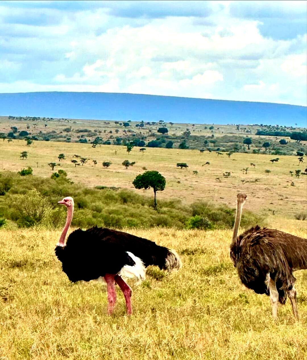 20-Acre Land at KSh 3.2M per Acre