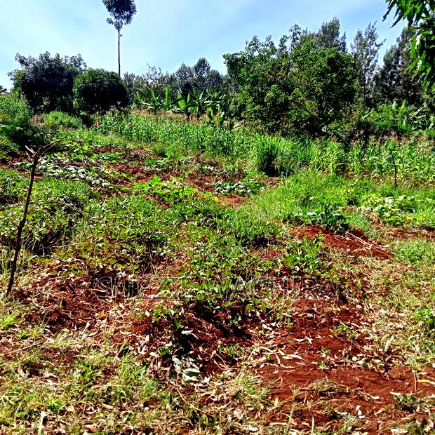 Kenol Town Plots for Sale Along Catholic Road