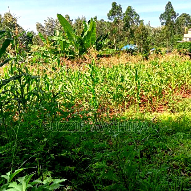 Kenol Town Plots for Sale Along Catholic Road