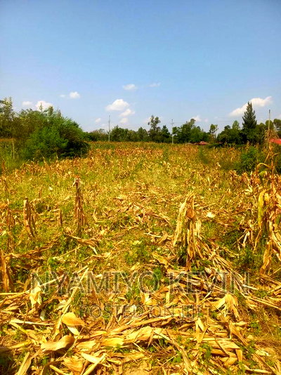 Alego Mur Malanga - Image 1