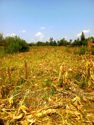 Alego Mur Malanga - Image 2