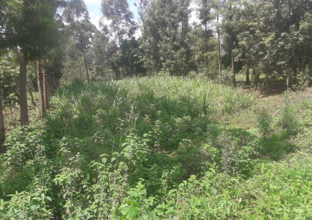 Quarter Acre Plot with Garden in Kerugoya