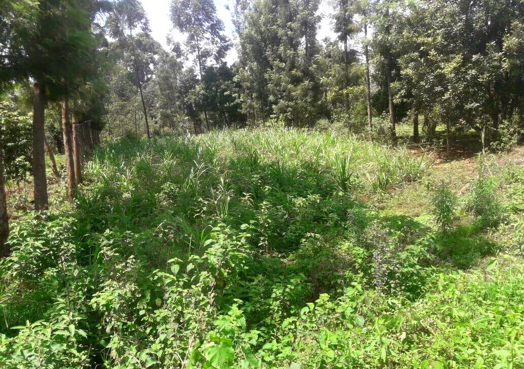 Quarter Acre Plot with Garden in Kerugoya
