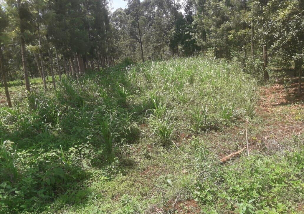 Quarter Acre Plot with Garden in Kerugoya