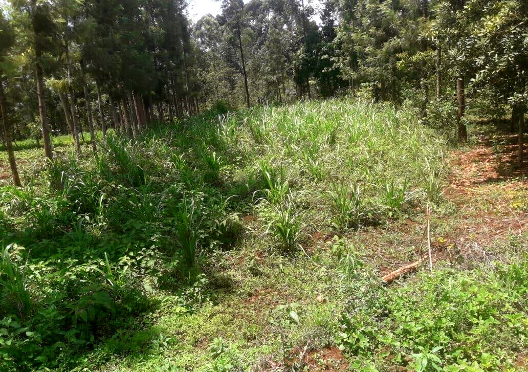 Quarter Acre Plot with Garden in Kerugoya