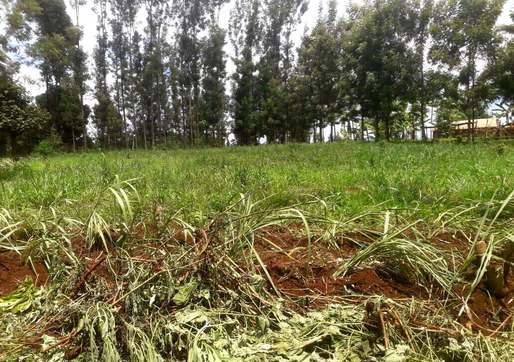 Quarter Acre Plot with Garden in Kerugoya