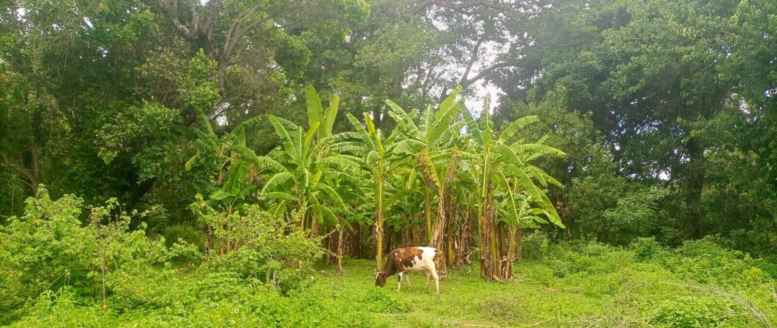 4.5-Acre Land at KSh 2.8M