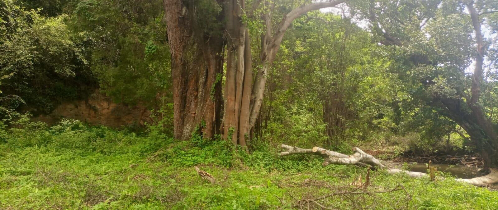 4.5-Acre Land at KSh 2.8M