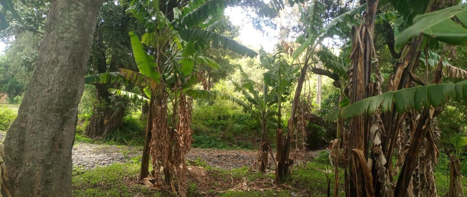 4.5-Acre Land at KSh 2.8M