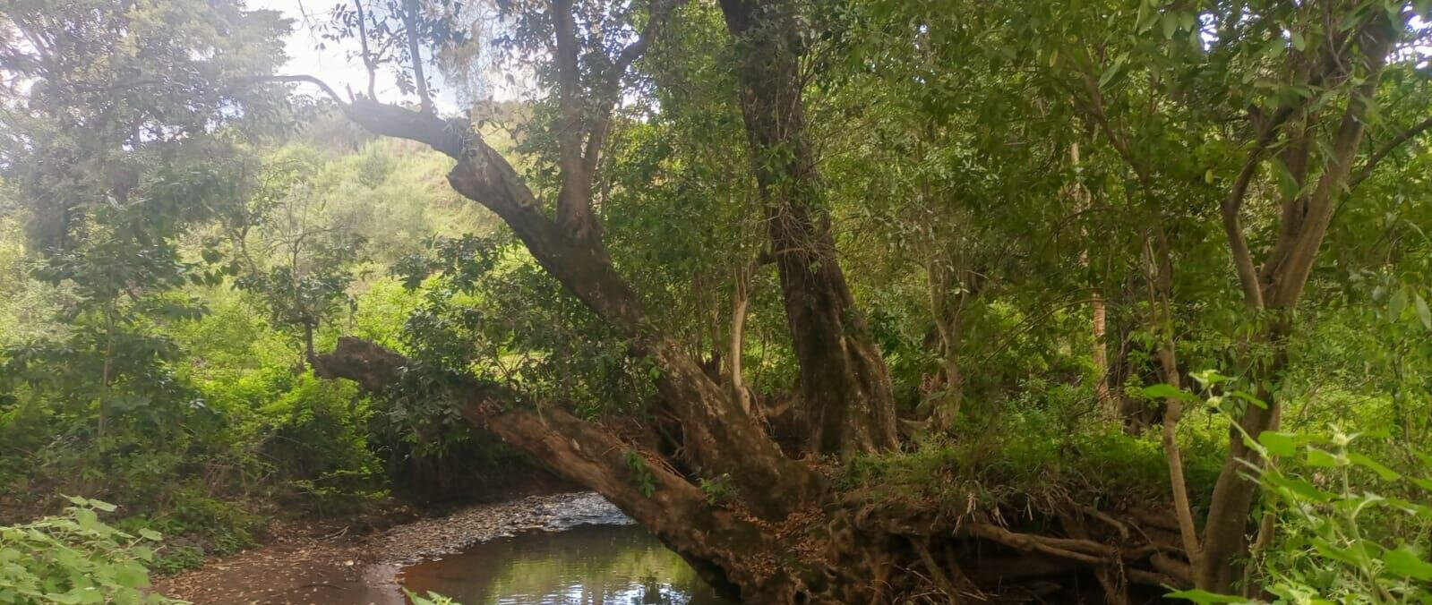 4.5-Acre Land at KSh 2.8M