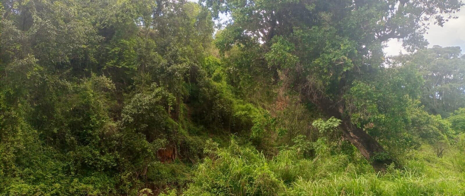 4.5-Acre Land at KSh 2.8M