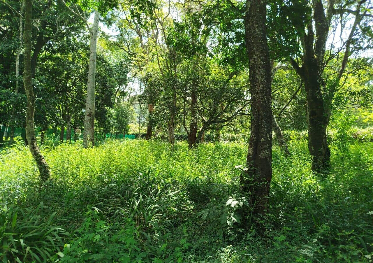 Half Acre in Karen at KSh 42M