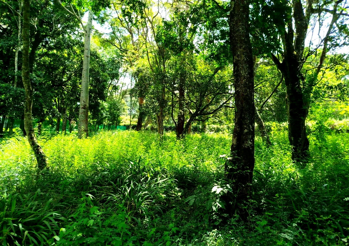 Half Acre in Karen at KSh 42M