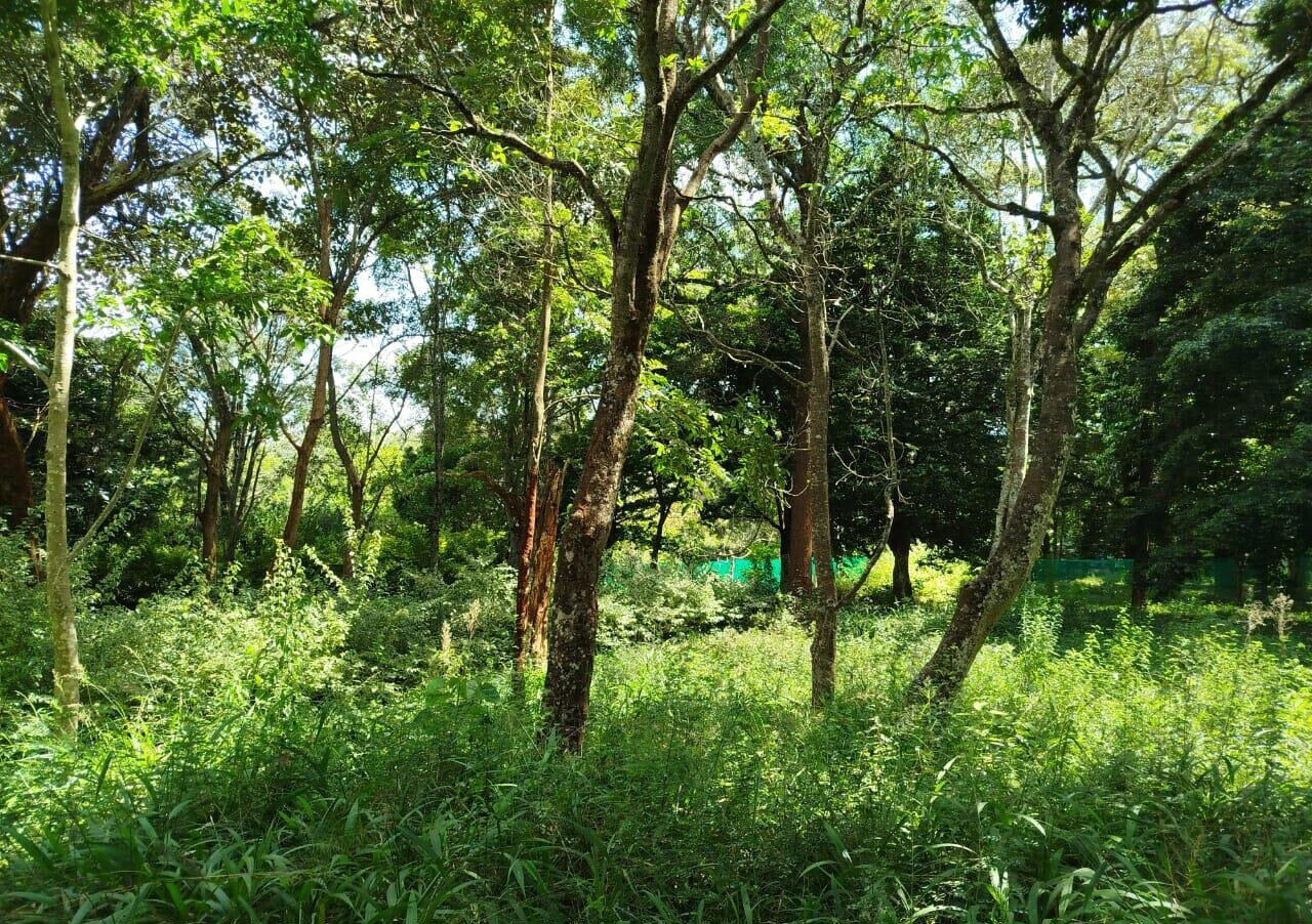 Half Acre in Karen at KSh 42M