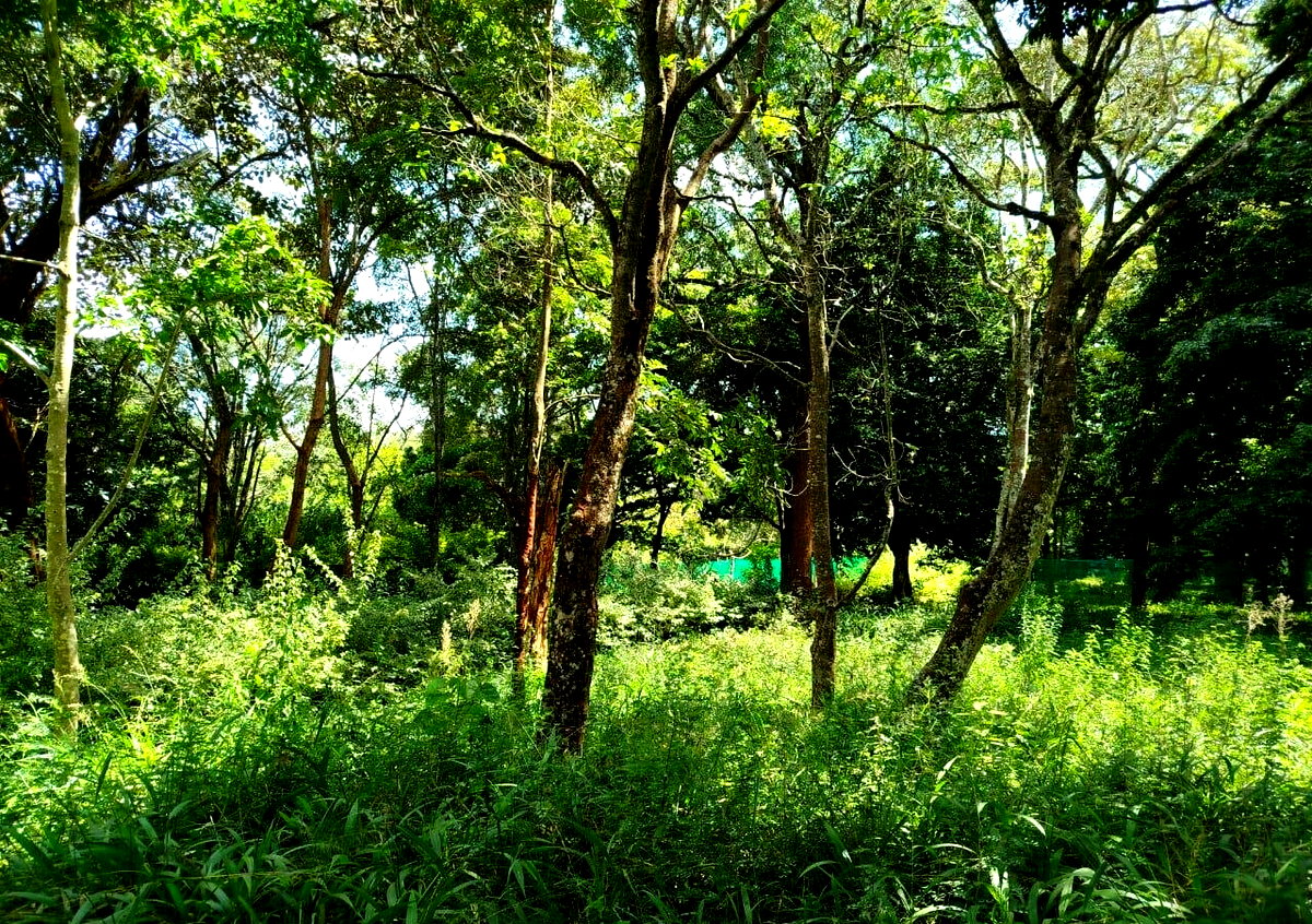 Half Acre in Karen at KSh 42M