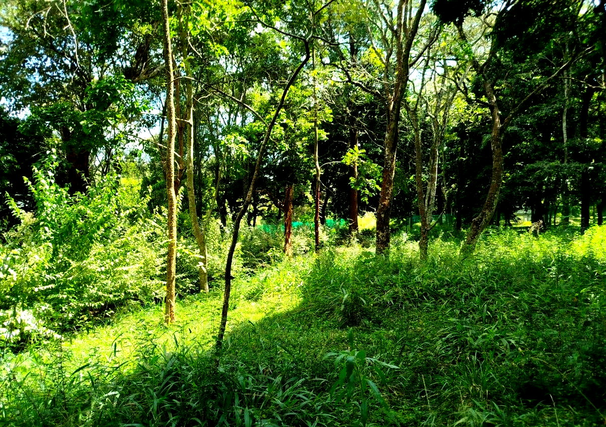 Half Acre in Karen at KSh 42M