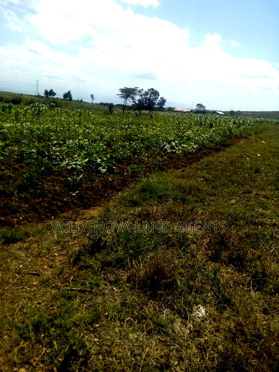 1 Acre on Sale at Kiambogo Longonot Naivasha - Image 4