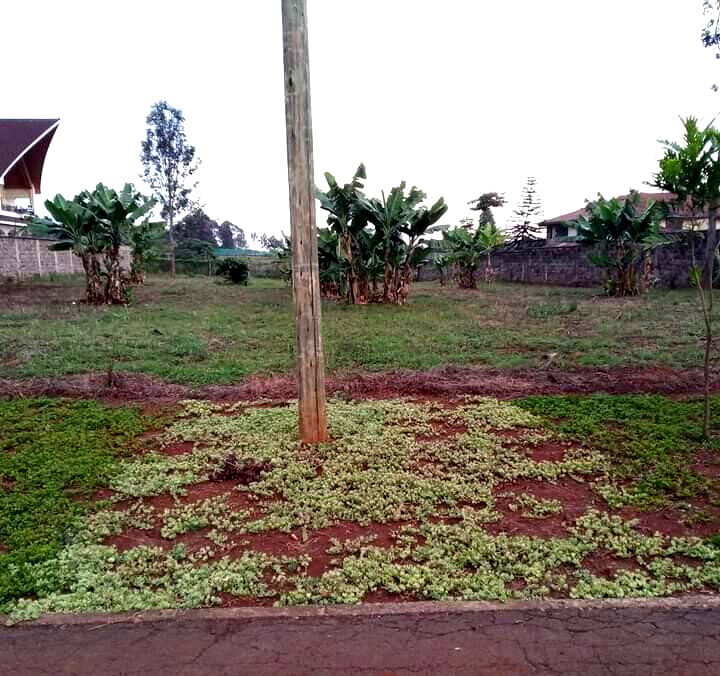 KSh 40M Runda Plot