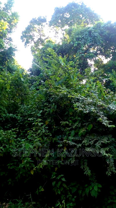 2 Acres Treasure of Land in Galu Kinondo Beach 2nd Beach Row - Image 9
