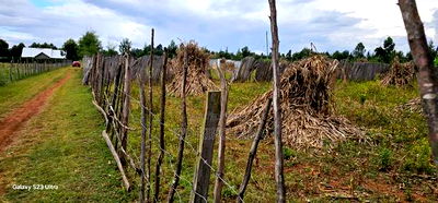 1/4 Plot For Sale In Kiplombe Eldoret - Image 5