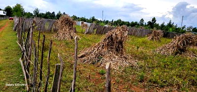 1/4 Plot For Sale In Kiplombe Eldoret - Image 7