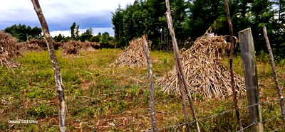 1/4 Plot For Sale In Kiplombe Eldoret - Image 6