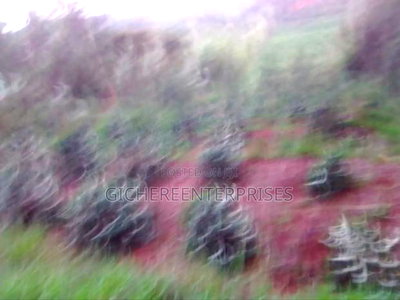 Nyeri Muruguru/Marua - Image 9