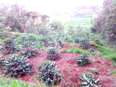 Nyeri Muruguru/Marua - Image 8