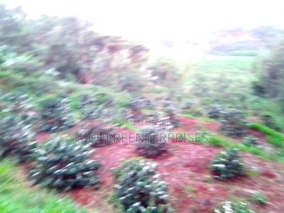 Nyeri Muruguru/Marua - Image 11