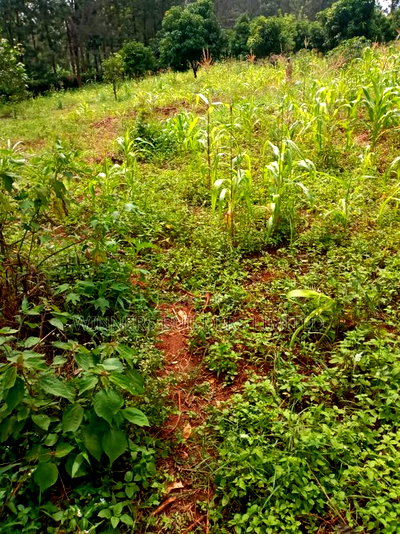 1 Acre Red Soil for Sale at Makuyu - Image 3