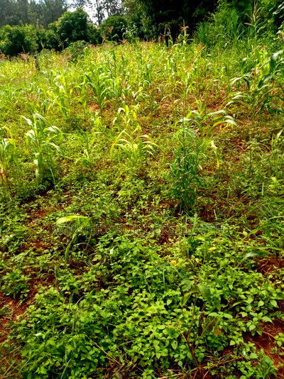 1 Acre Red Soil for Sale at Makuyu - Image 1