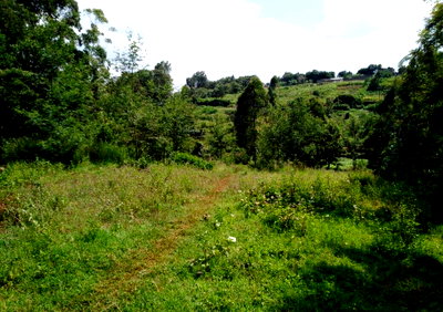 1.5-Acre Plot with Garden and Parking