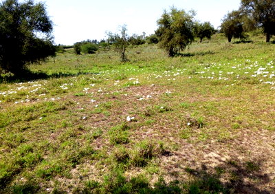 1 Acre Land in Ongata Rongai at KSh 6.5M