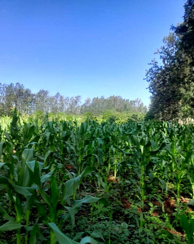 5-Acre Commercial Block with Garden