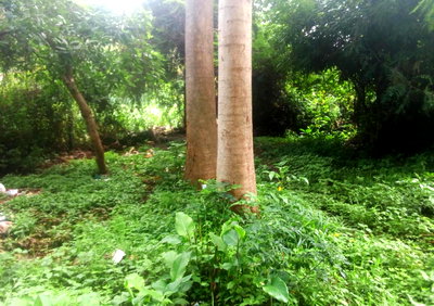 3/4 Acre Lavington Gem with Garden